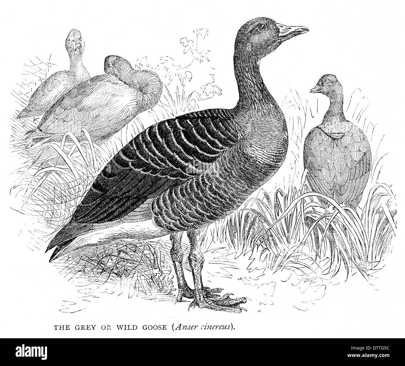 Grey or Wild Goose Anser cinereus Stock Photo