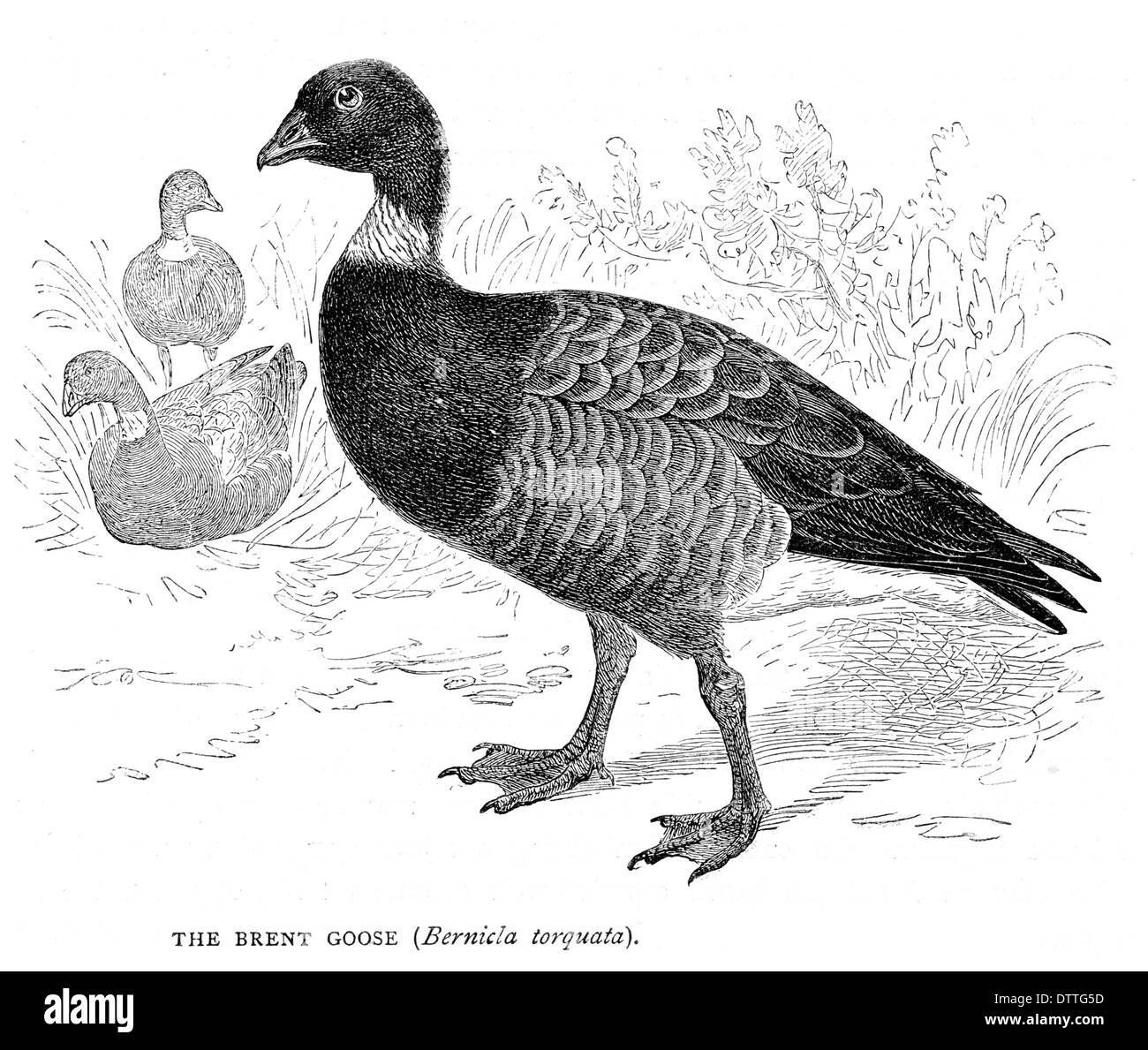 Brent goose egg Black and White Stock Photos & Images - Alamy