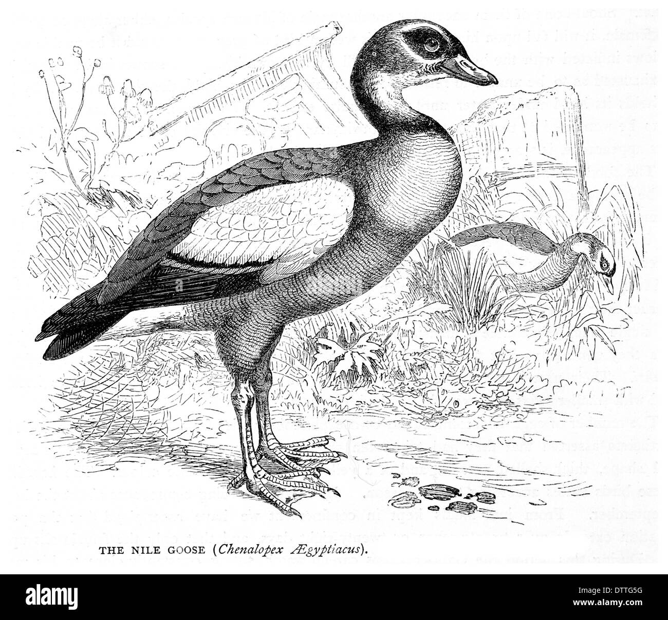 Nile Goose Chenalopex Aegyptiacus Stock Photo