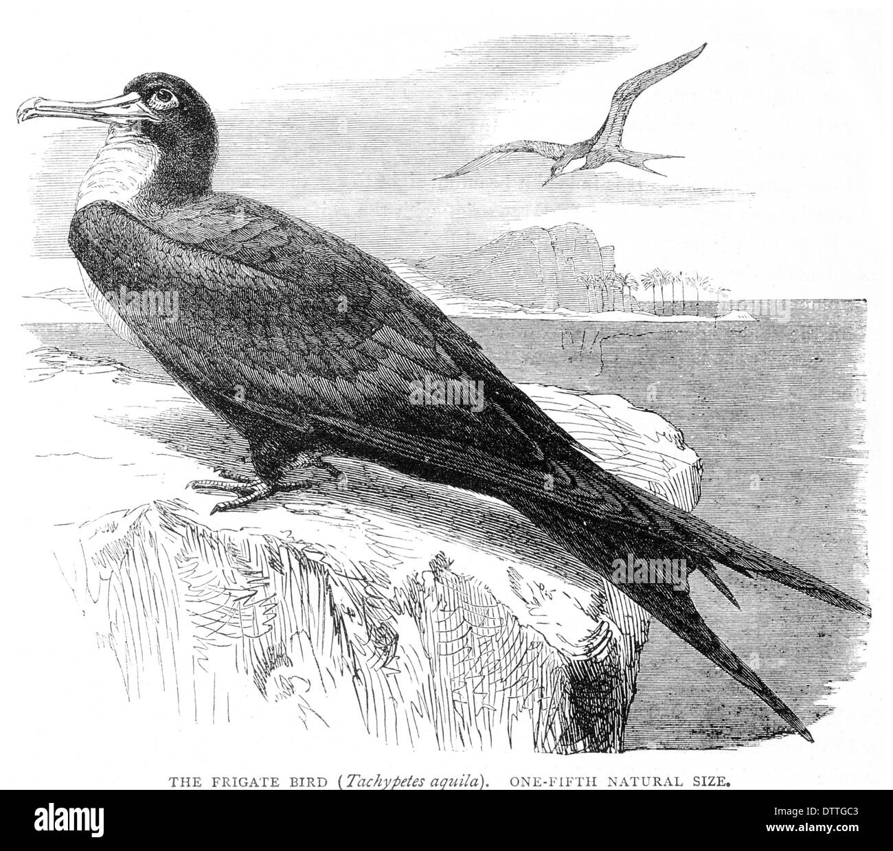 frigate bird drawing