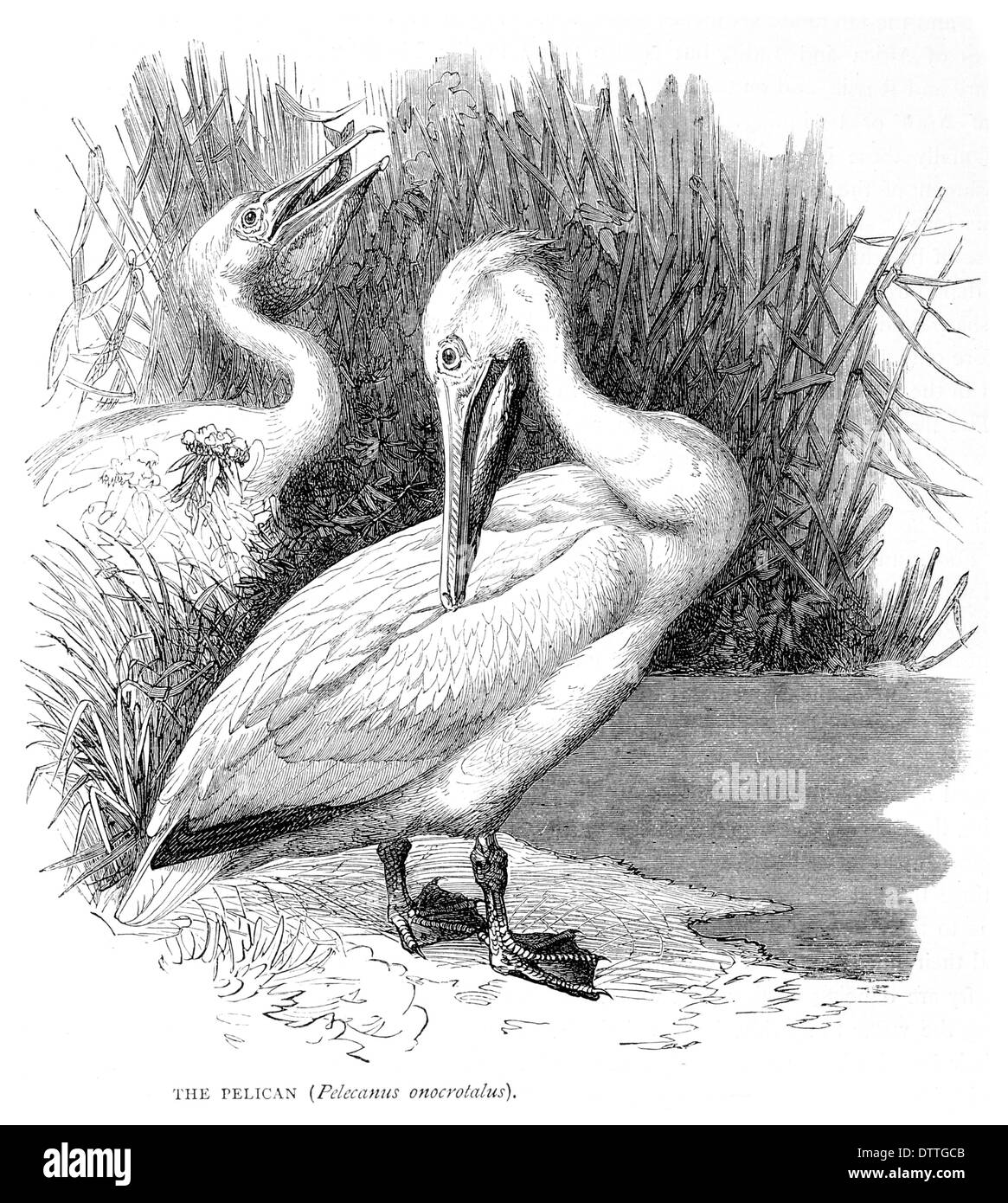 Pelican Pelecanus onocrotalus Stock Photo