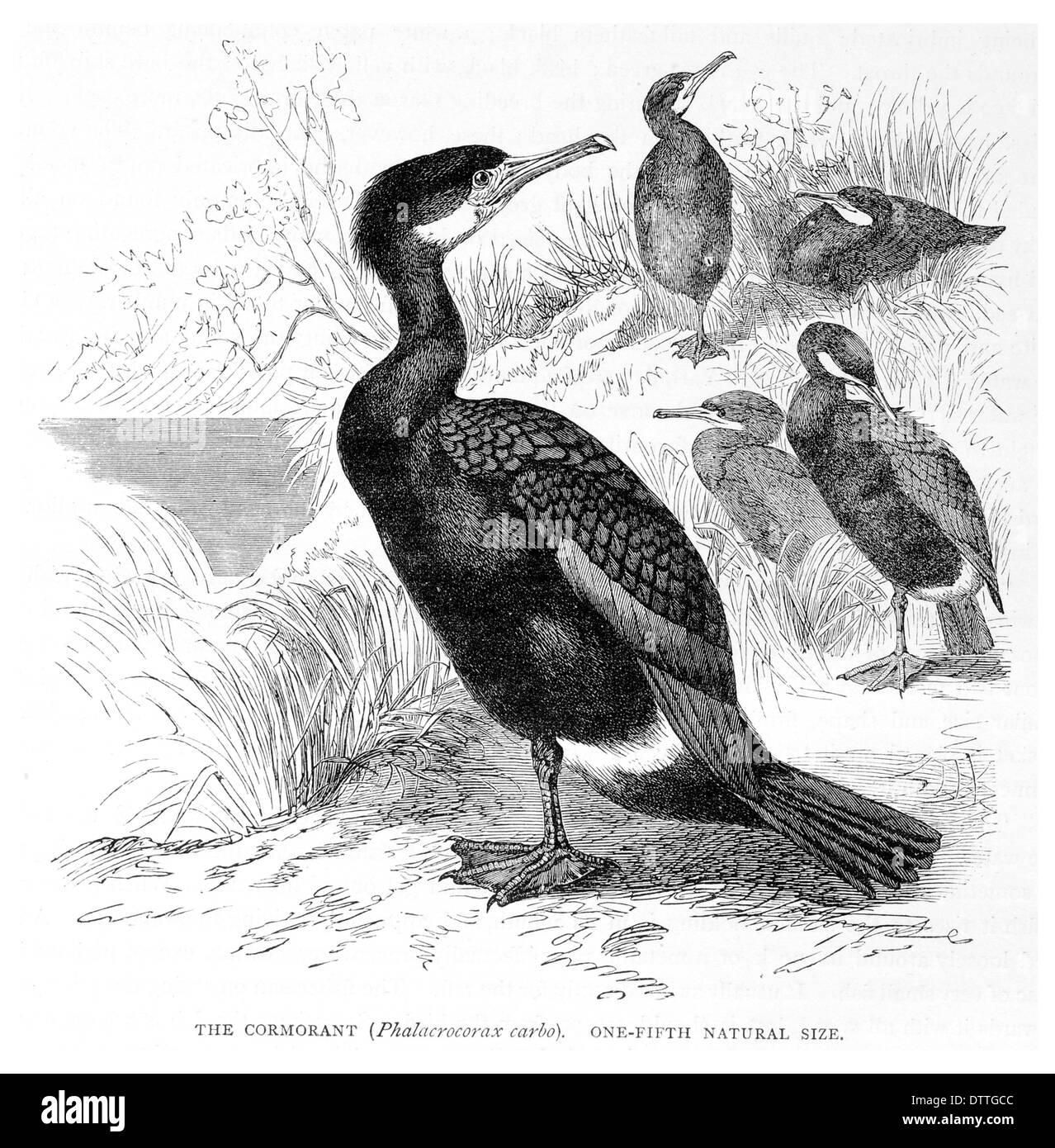 Cormorant Phalacrocorax carbo Stock Photo