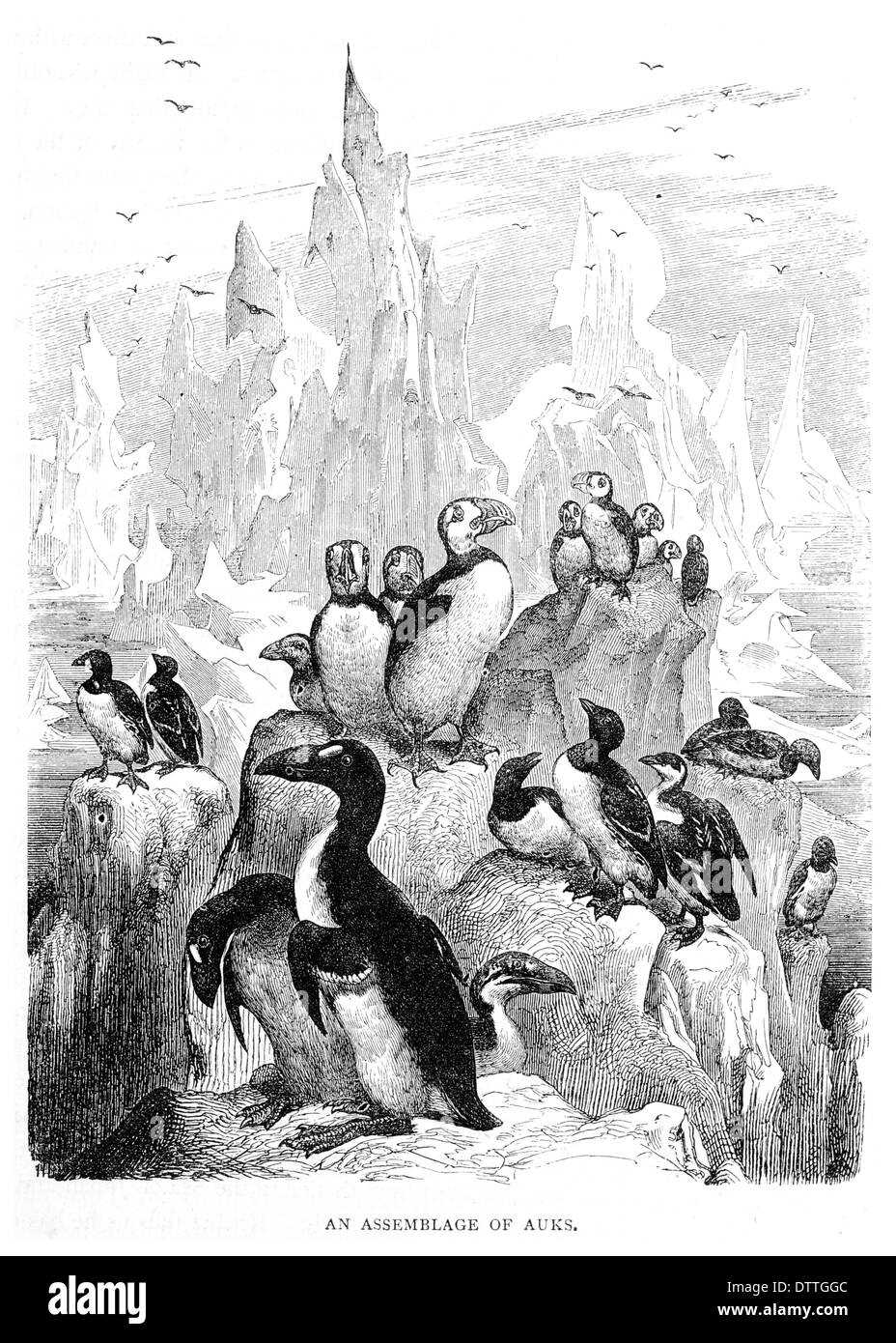 An Assemblage of Auks Stock Photo