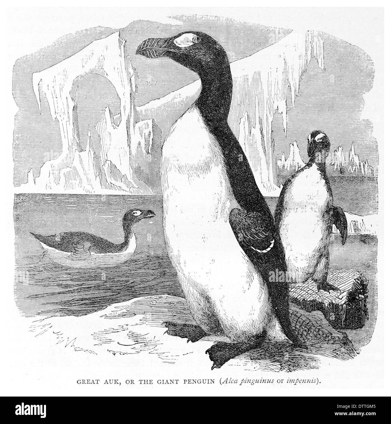 Great Auk or the Giant Penguin Alca pinguinus or impennis Stock Photo