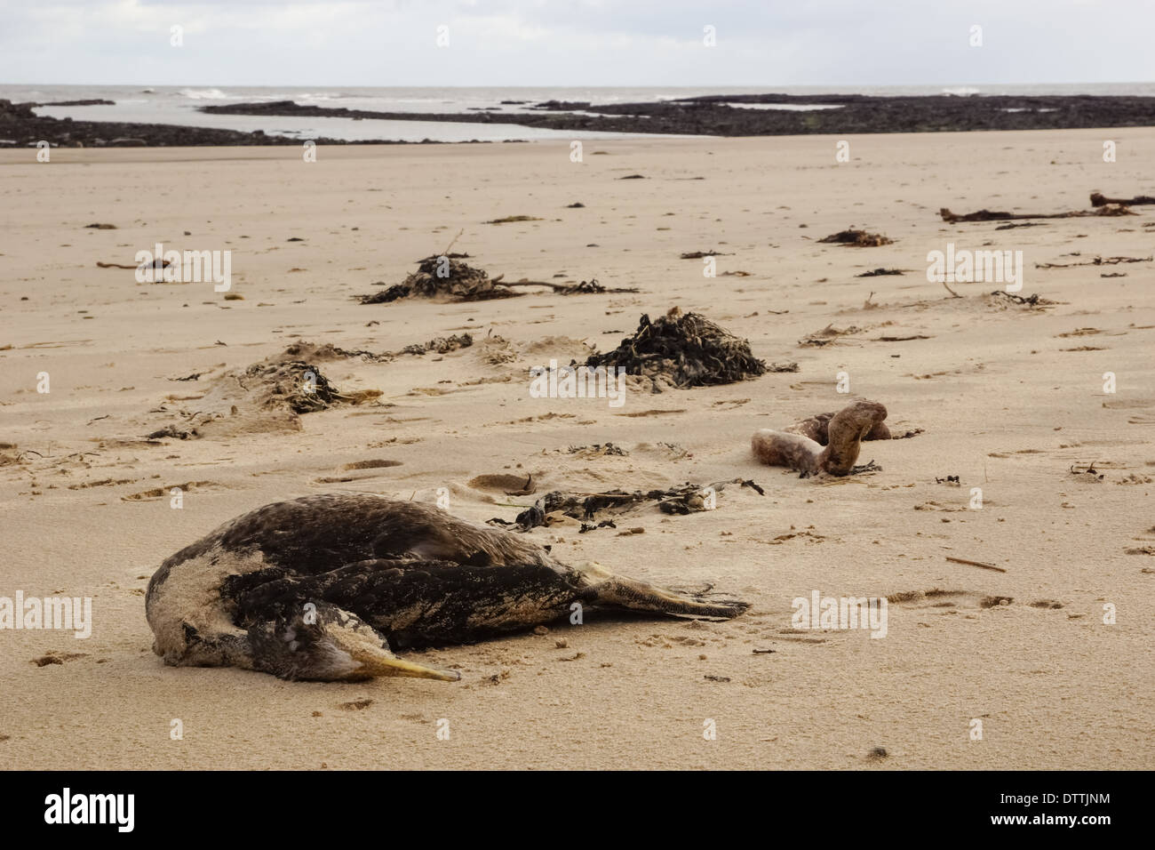 Dead Sea Bird On The Beach Stock Photo