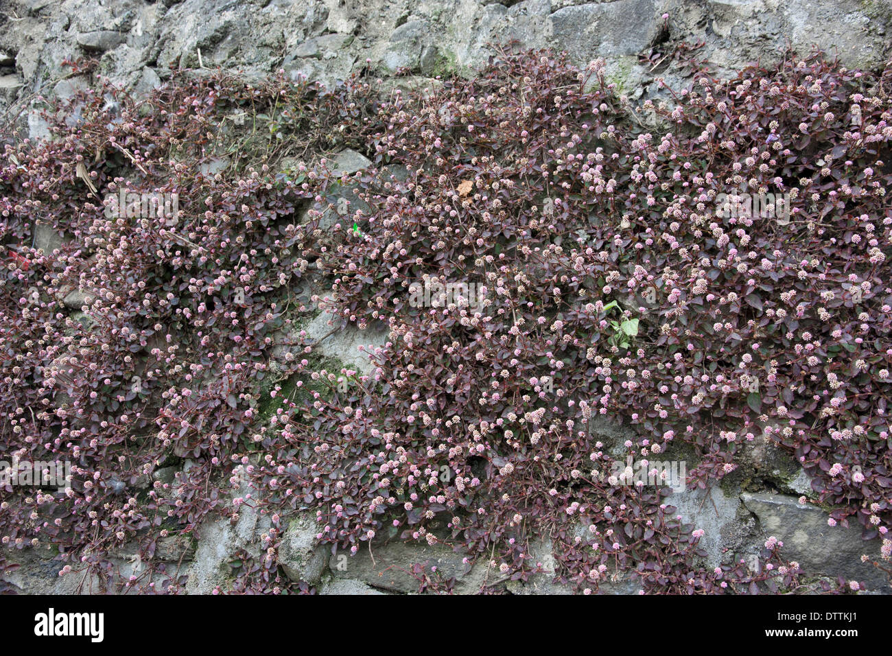 flower on the rock Stock Photo - Alamy