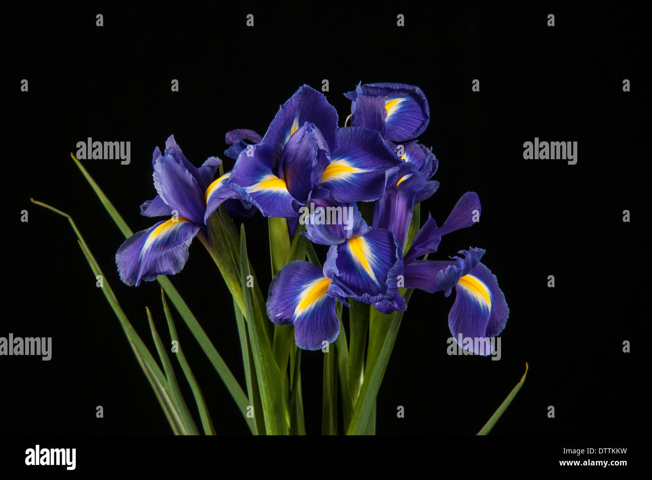 Vibrant Purple Iris On Black Background Stock Photo