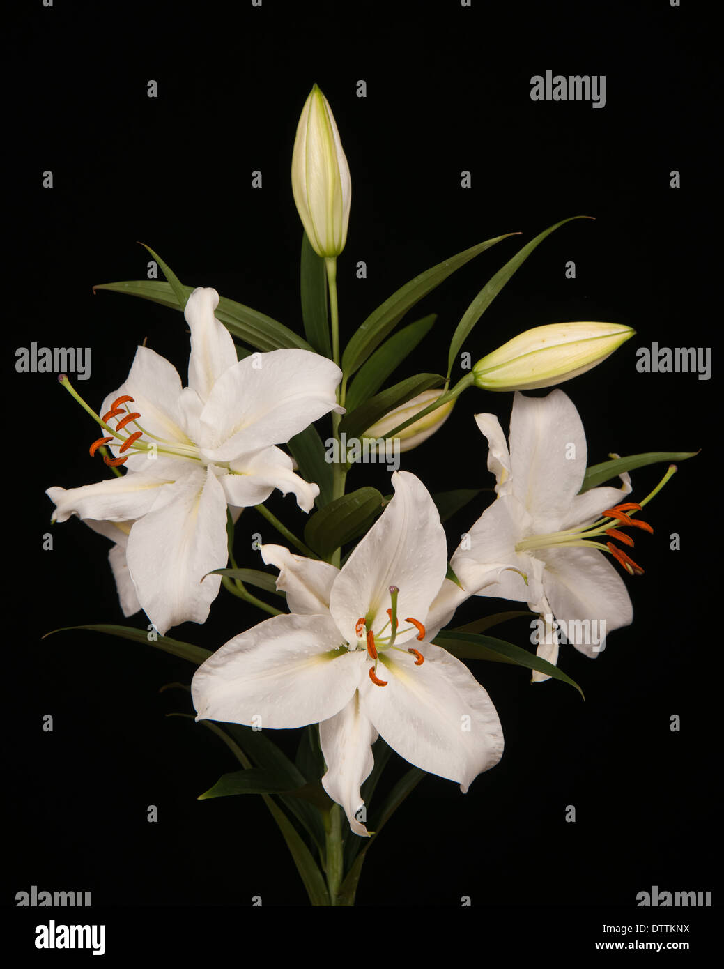 White lily hi-res stock photography and images - Alamy