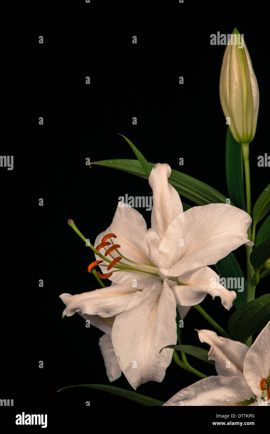 White lily hi-res stock photography and images - Alamy