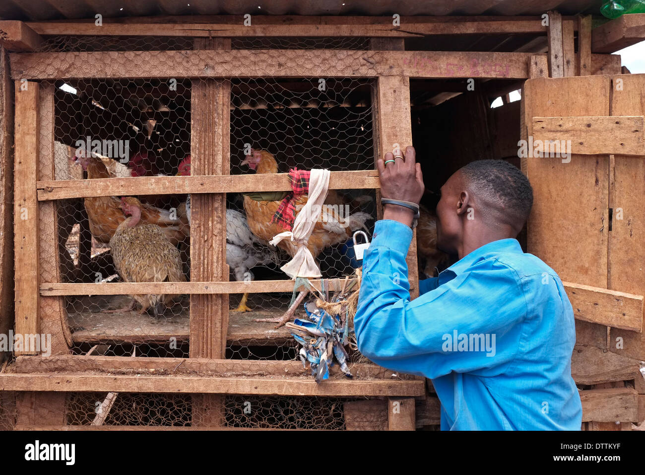 Chicken Wood Cage Stock Photos Chicken Wood Cage Stock Images Alamy