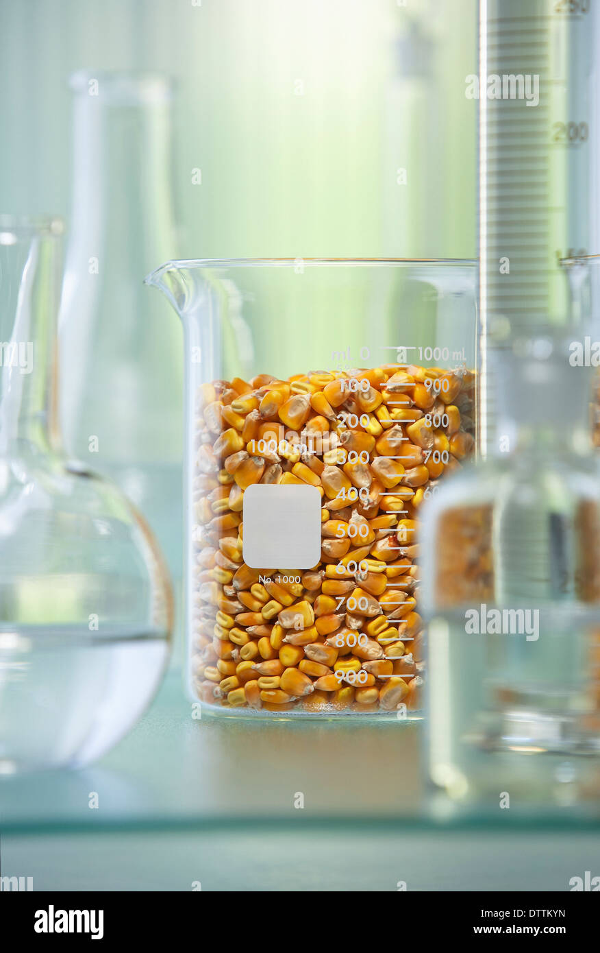 Corn kernels in beaker Stock Photo