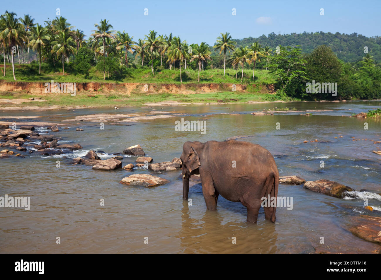 Elephant on sri lanka hi-res stock photography and images - Alamy