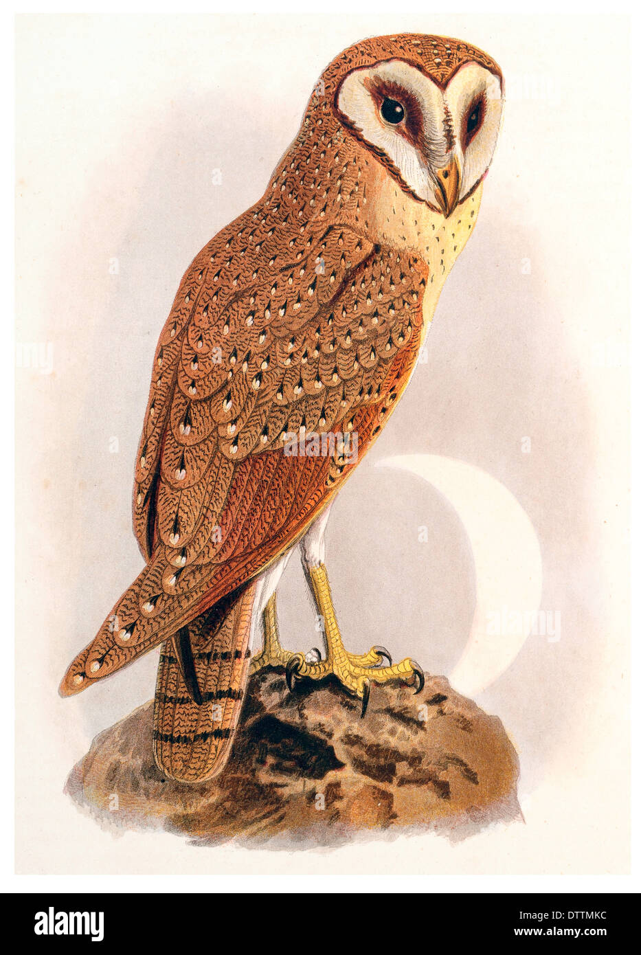 Java Owl Strix Javanica Stock Photo