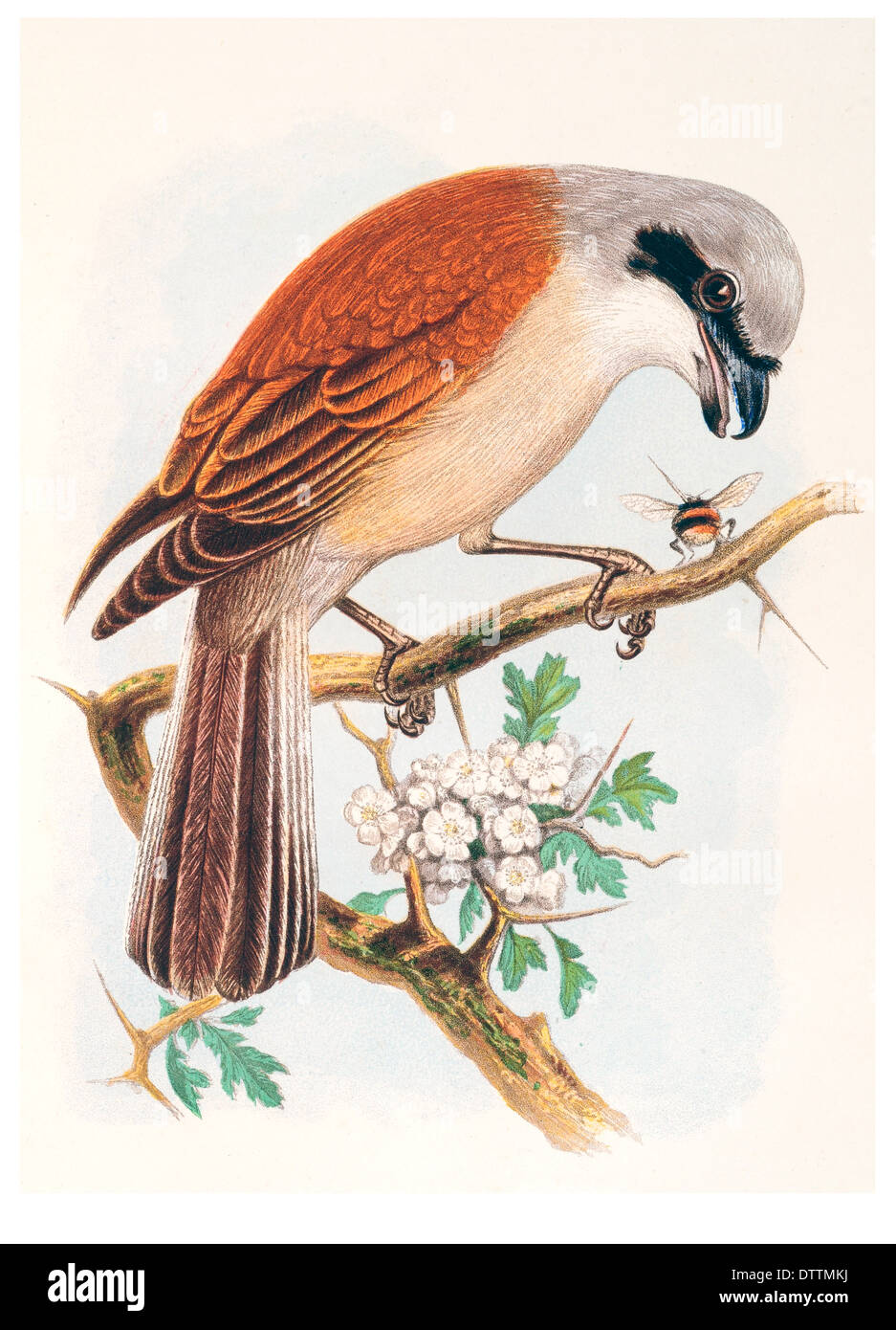 Clade avialae hi-res stock photography and images - Alamy