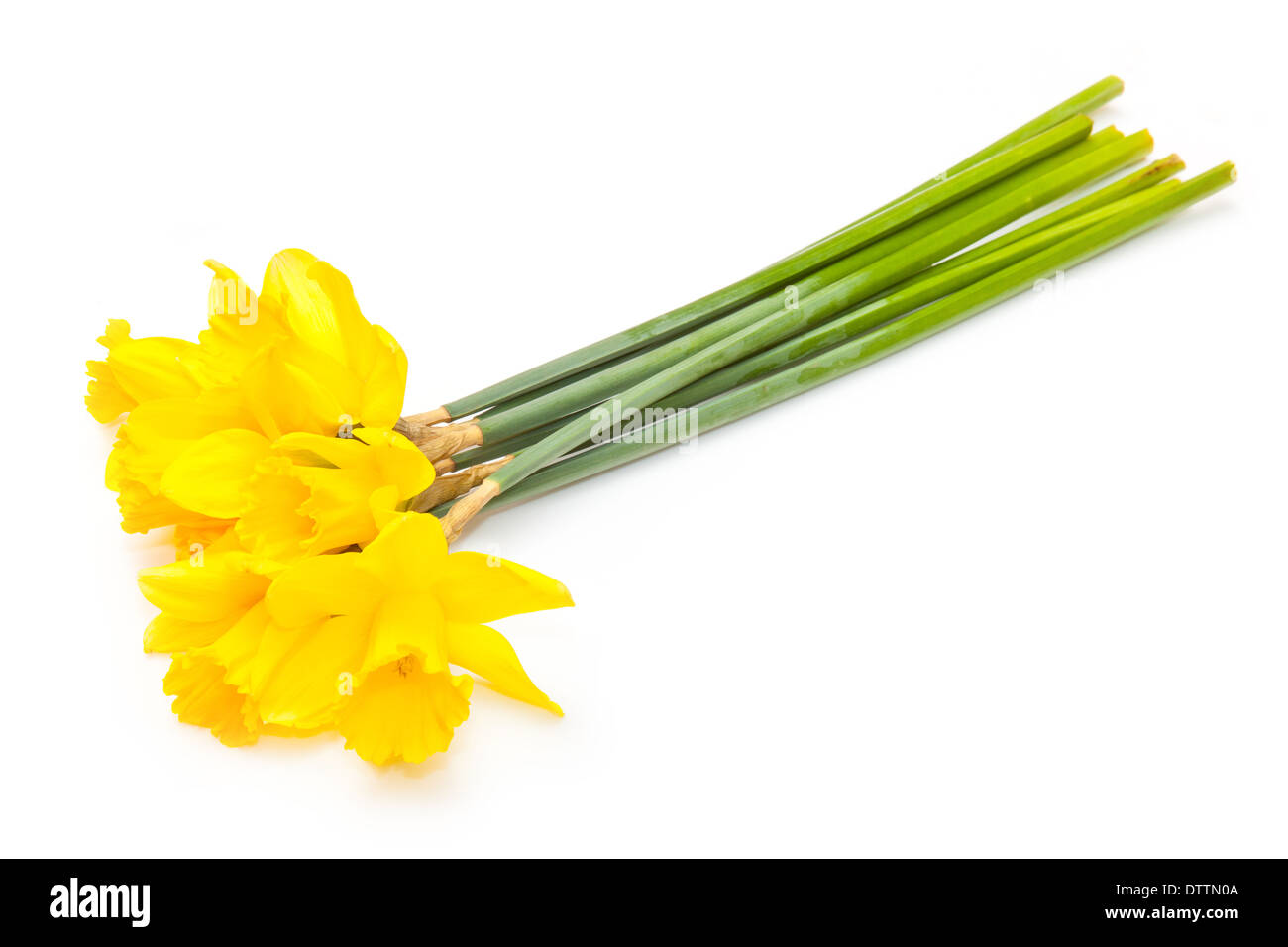 Bunch of daffodil's isolated on a white studio background. Stock Photo