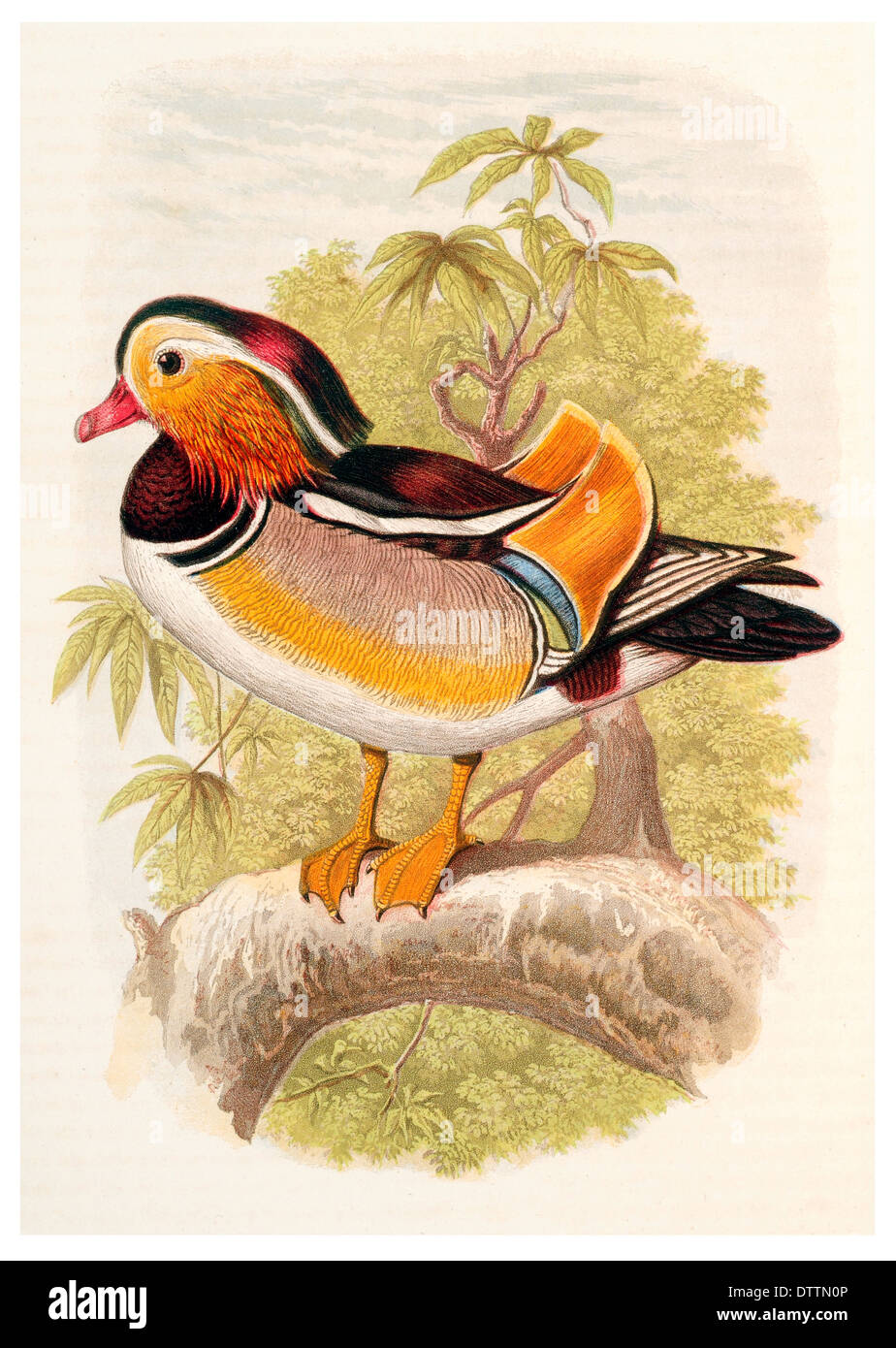 Mandarin Duck Aix Galericulata Stock Photo