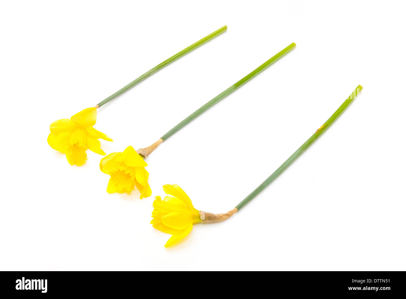 Daffodil's isolated on a white studio background Stock Photo - Alamy