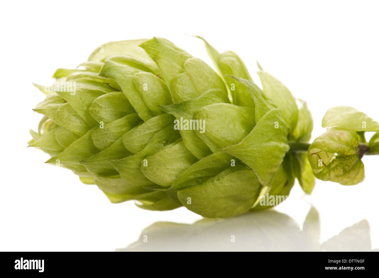 Hop cone and leaves on white background Stock Photo - Alamy