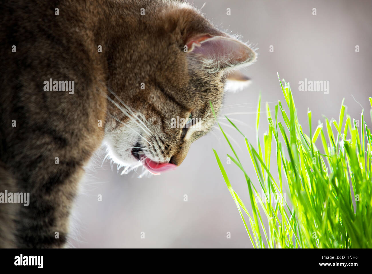 Self grooming cat hi-res stock photography and images - Alamy