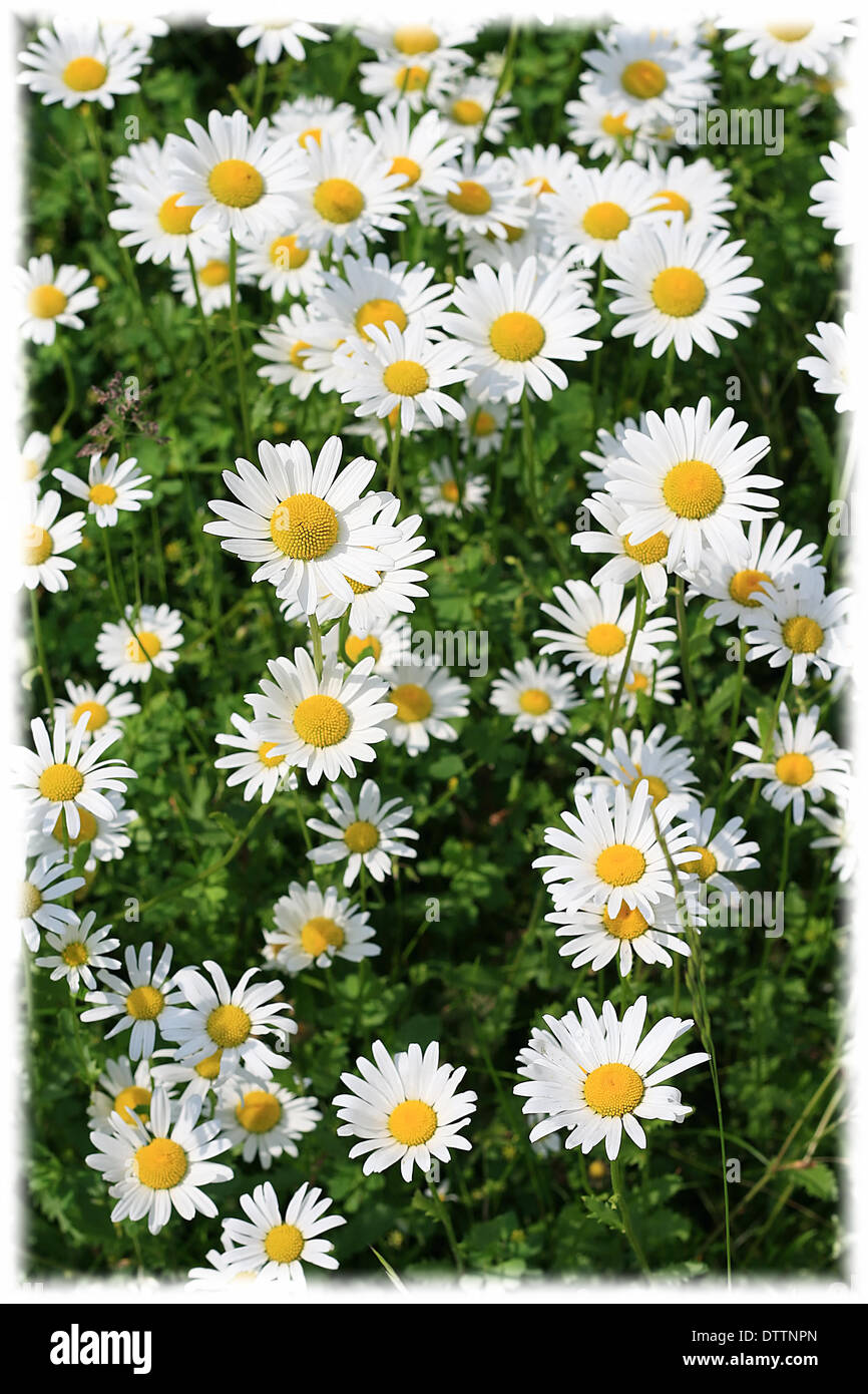 daisy flowers Stock Photo