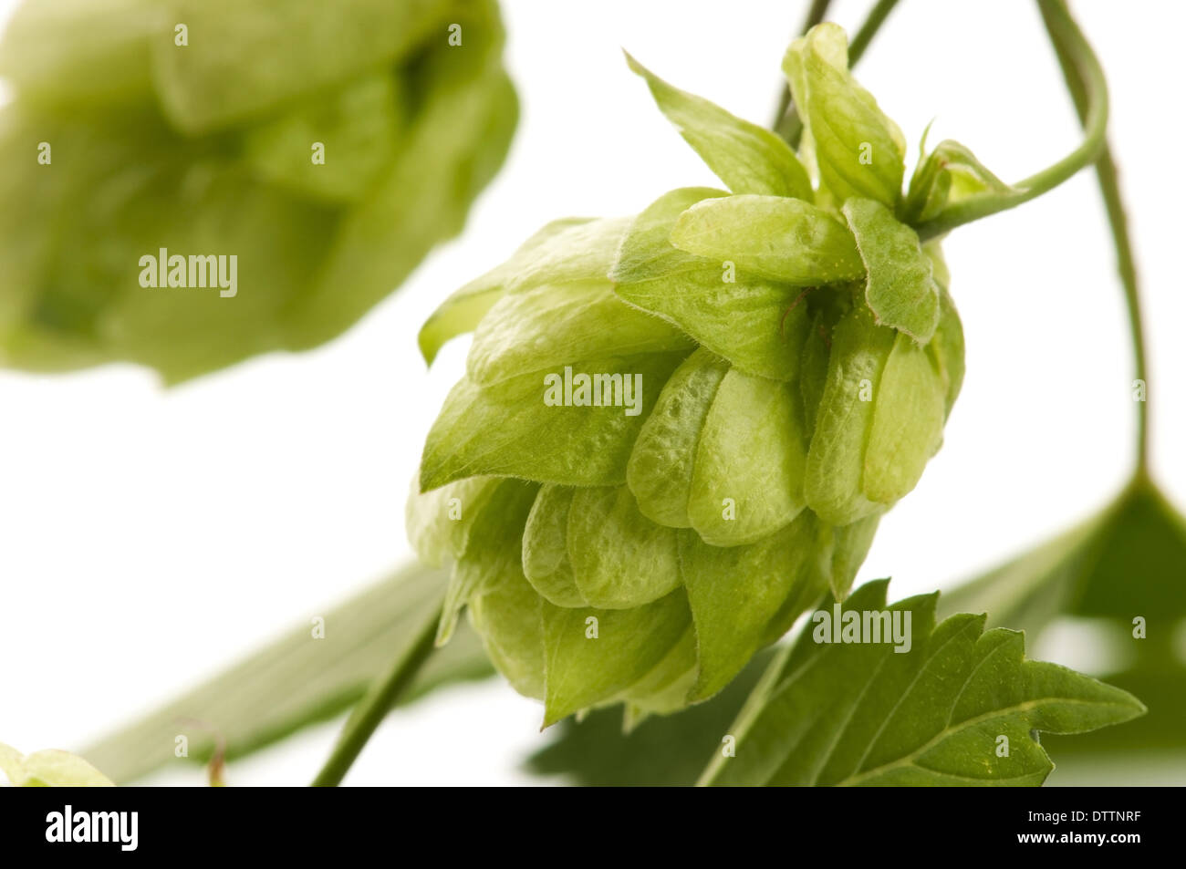 Hop cone and leaves on white background Stock Photo - Alamy