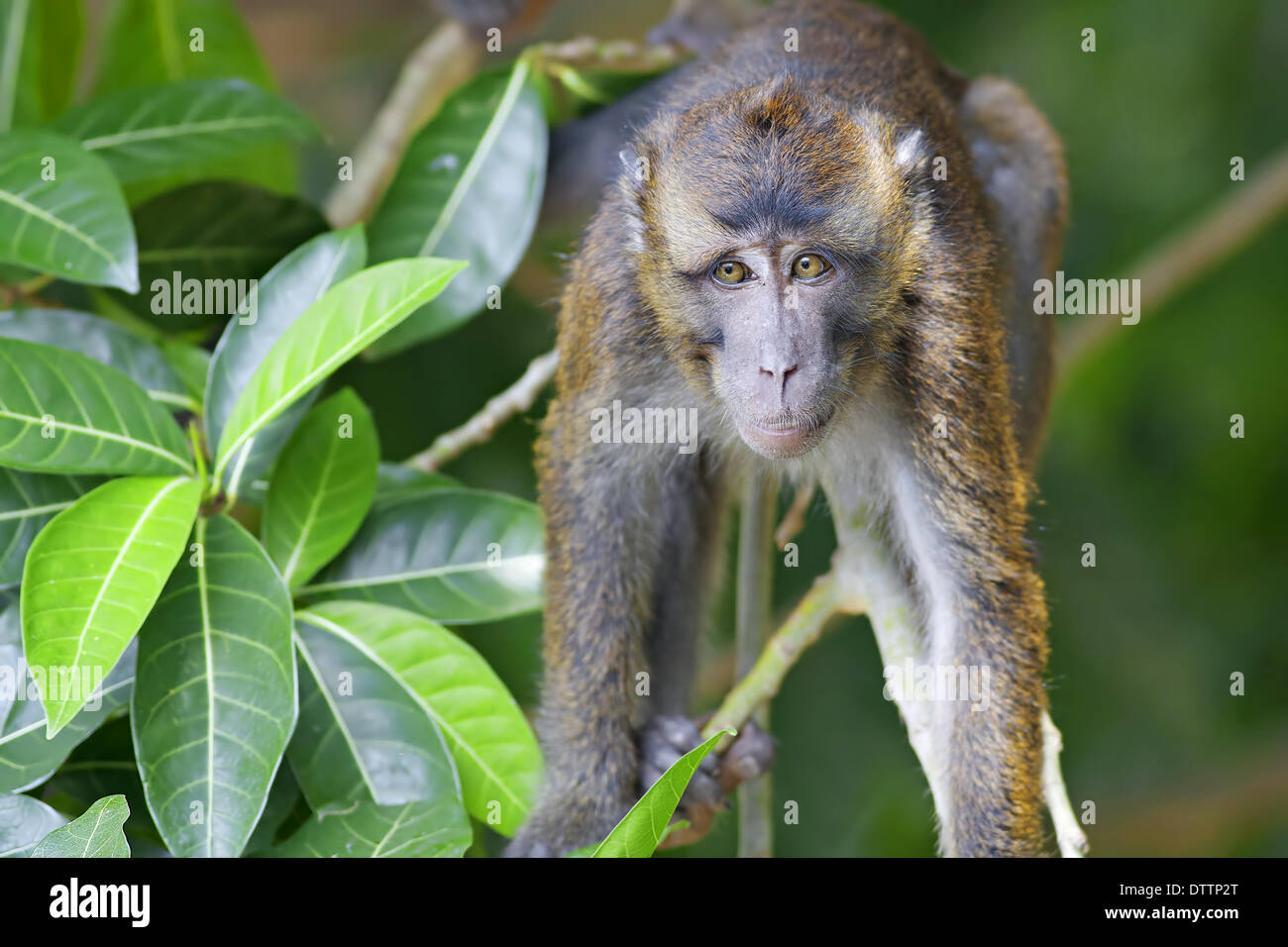 Philippines wildlife macaque hi-res stock photography and images - Alamy