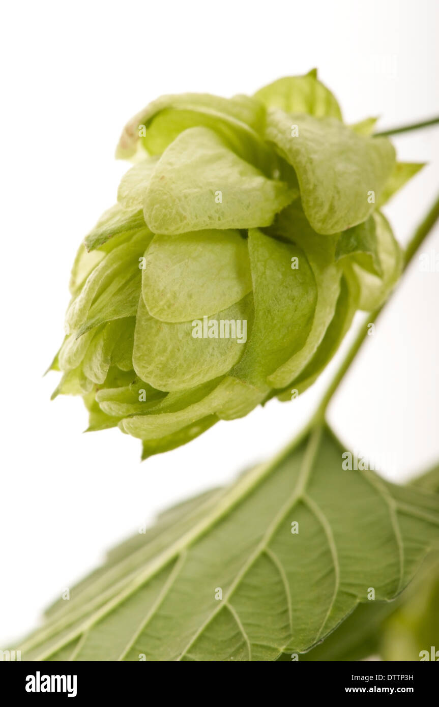 Hop cone and leaves on white background Stock Photo - Alamy