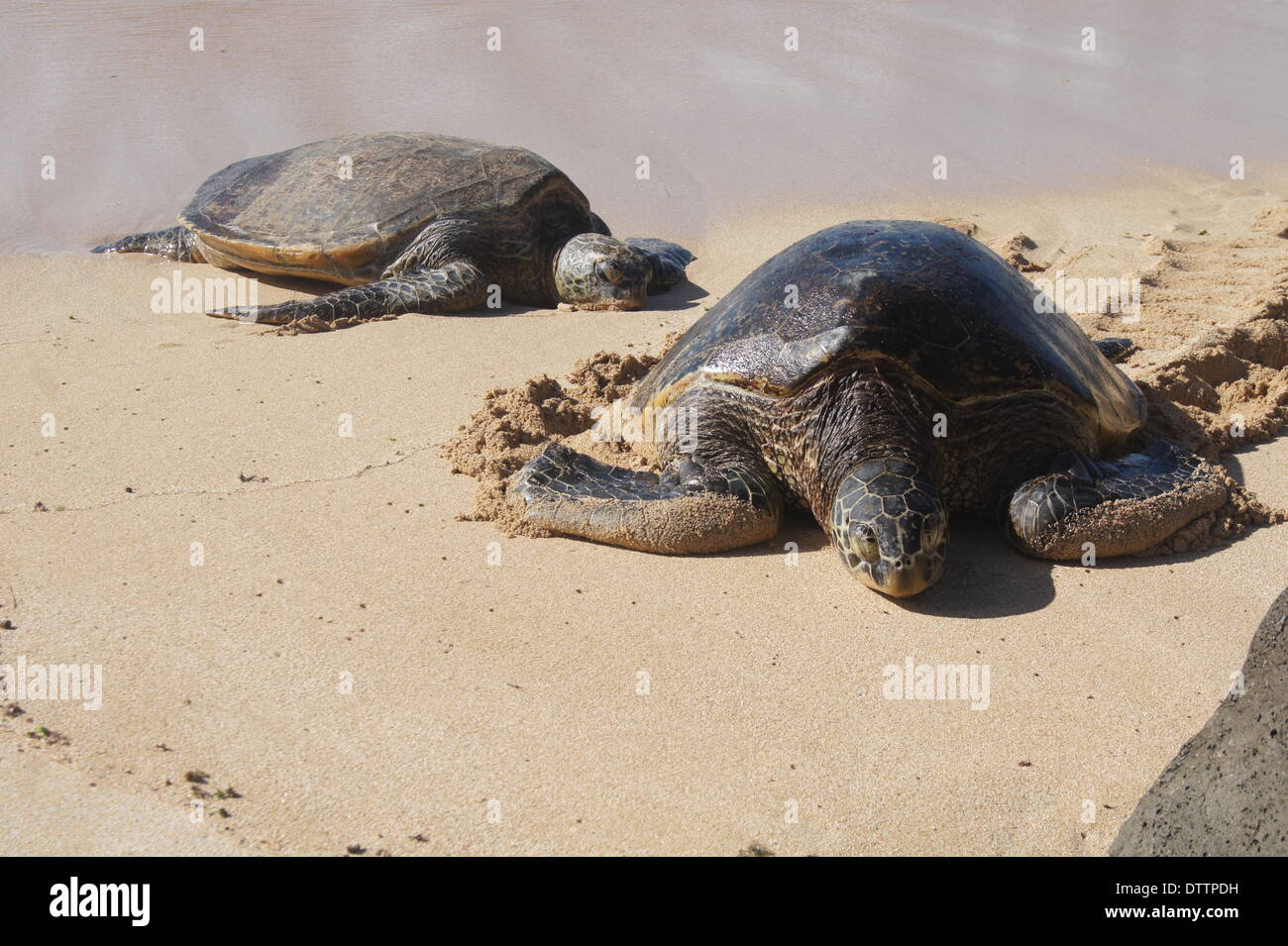 Schildkroetenpanzer hi-res stock photography and images - Alamy