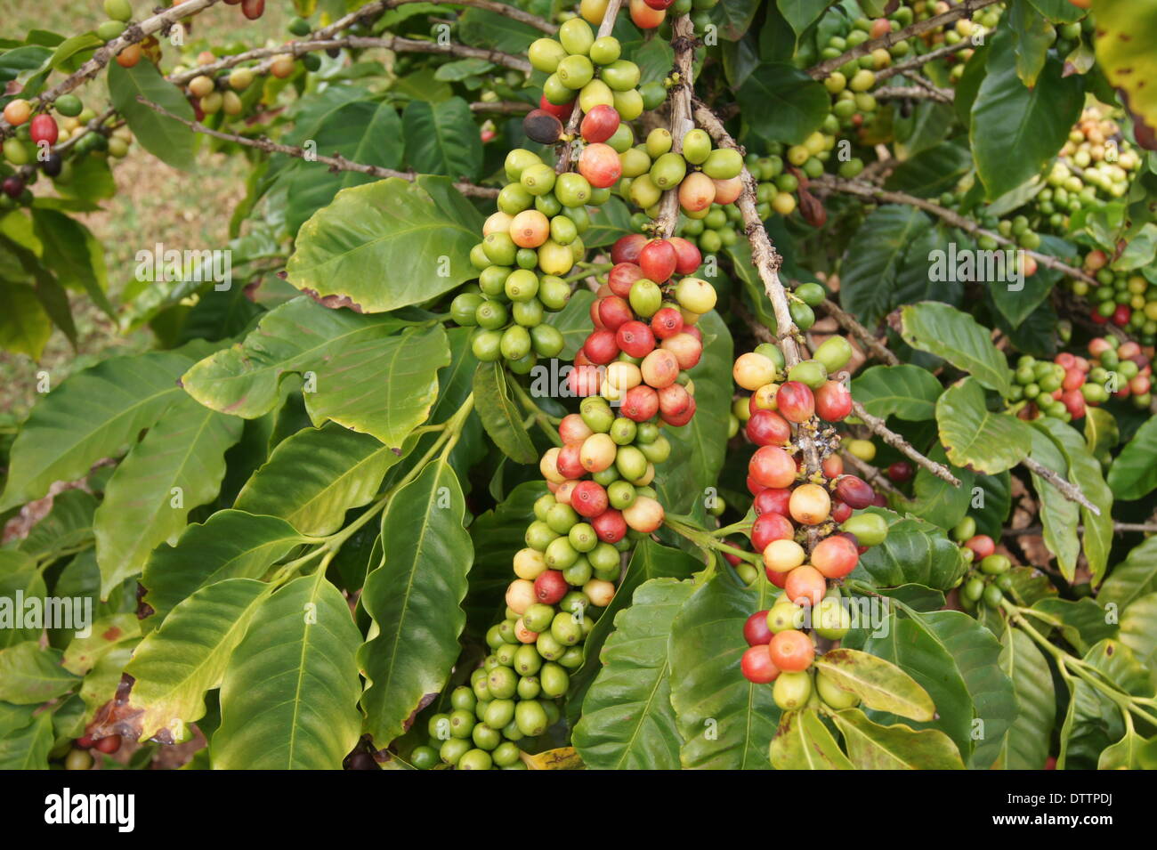 Kaffeepflanzer hires stock photography and images Alamy