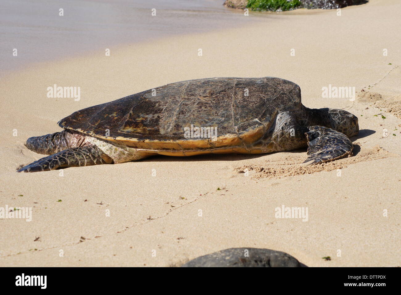 sea turtle Stock Photo