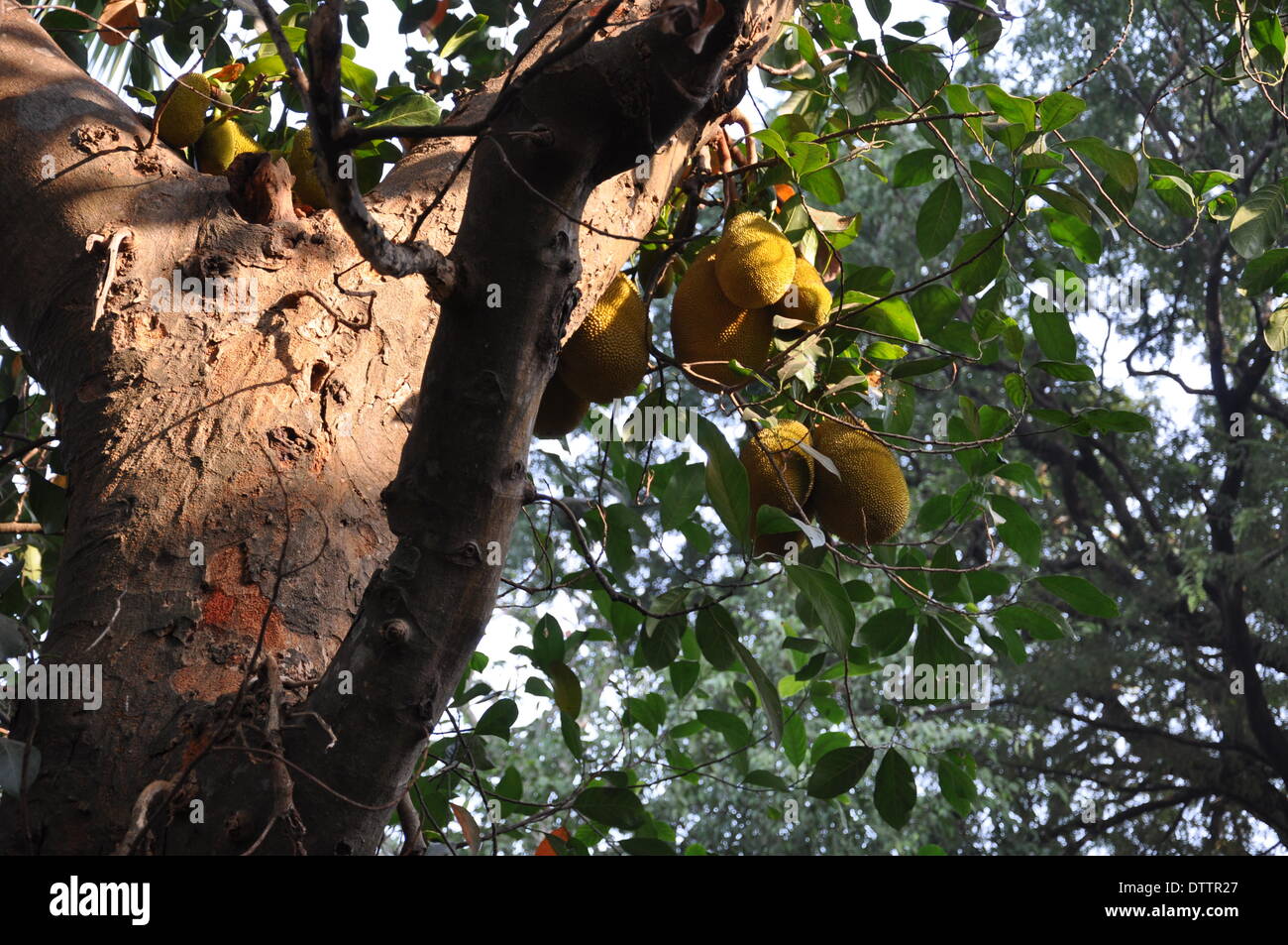 durian tree in mawlamyaing,burma Stock Photo