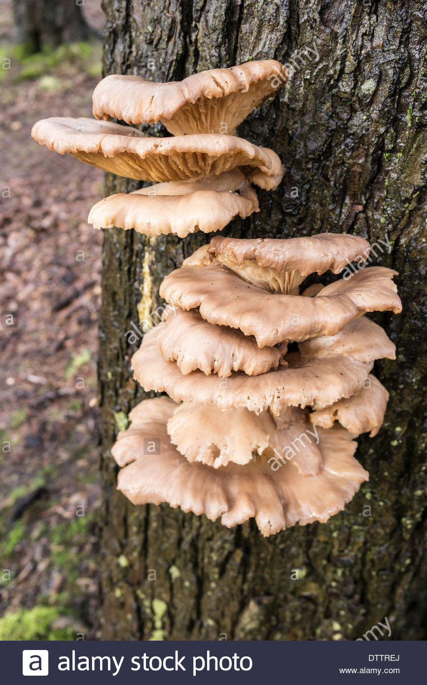 Oyster Mushrooms growing on tree bark Stock Photo 66928138 Alamy