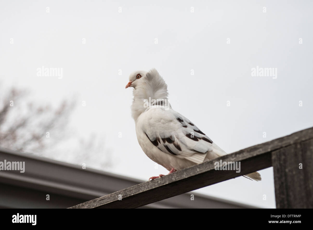 A fancy pigeon, known in the pigeon world as an Oriental Frill, or Old Dutch Capuchine,has escaped its cage and owner, and is perching on a fence. USA Stock Photo