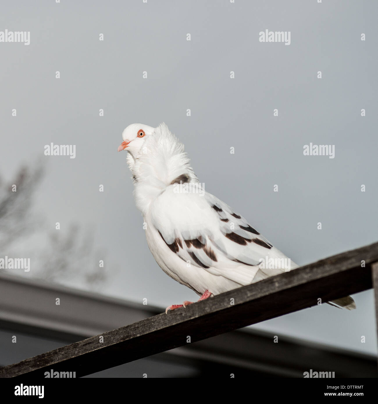 A fancy pigeon, known in the pigeon world as an Oriental Frill or Old Dutch Capuchin has escaped its cage and owner, and is perching on a fence. USA Stock Photo
