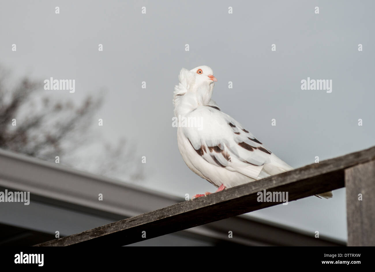 A fancy pigeon, known in the pigeon world as an Oriental Frill or Old Dutch Capuchin has escaped its cage and owner, and is perching on a fence. USA Stock Photo