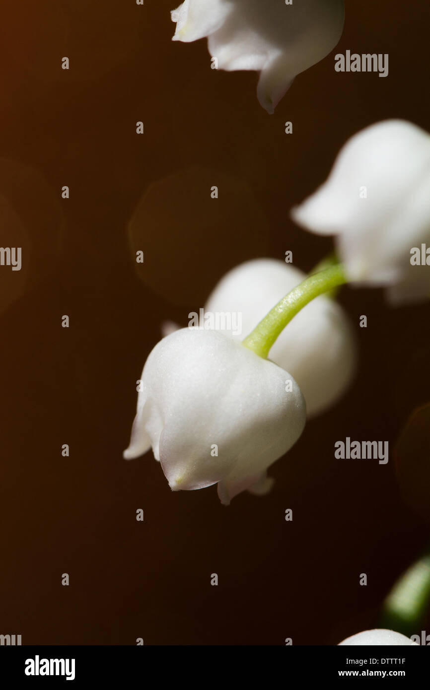 lily of the valley close up