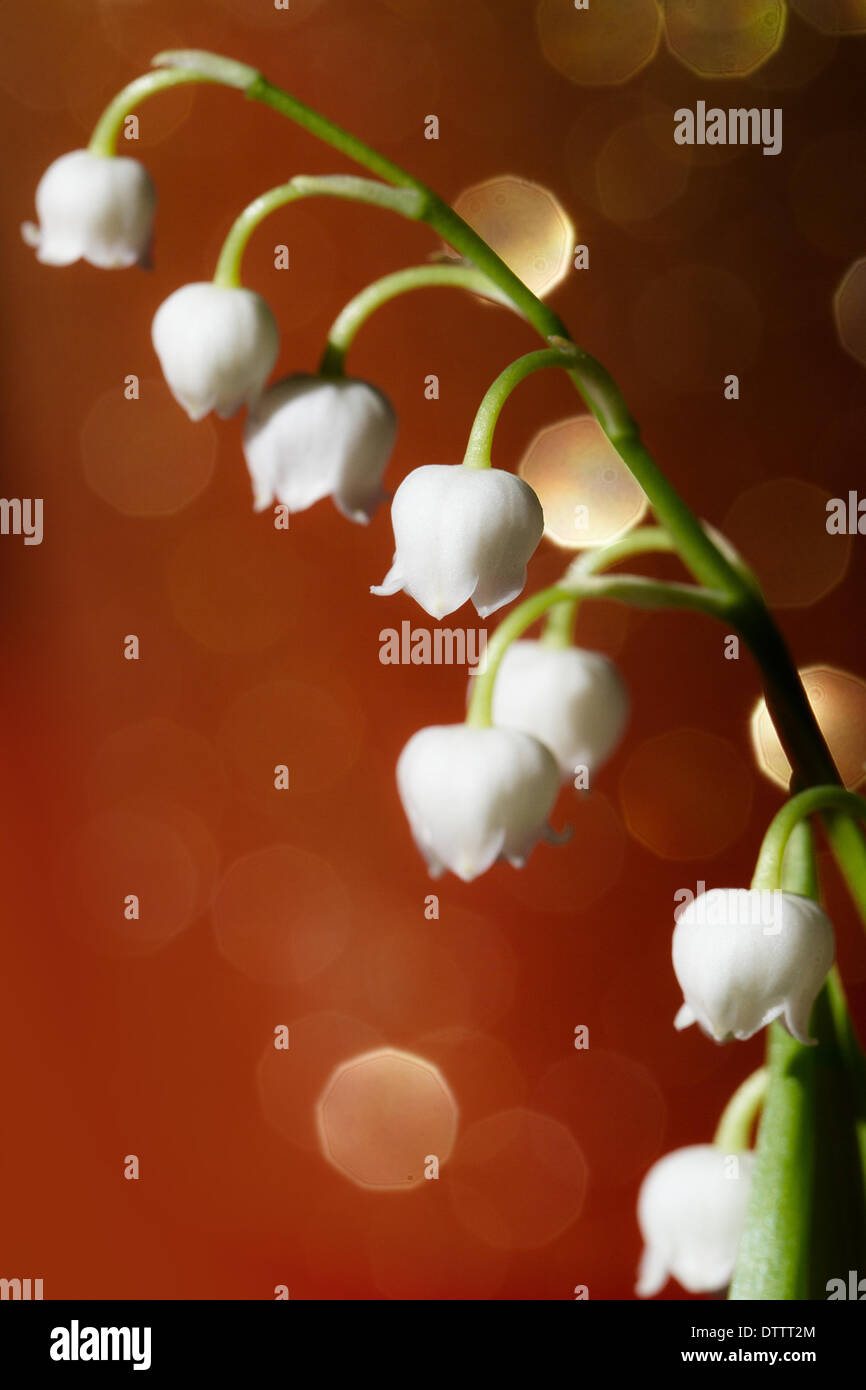 Lily of the valley close up