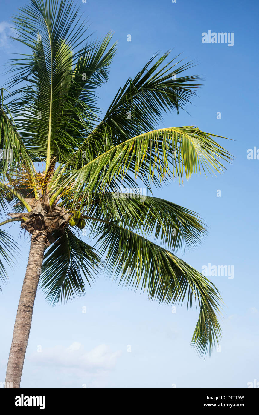 A coconut palm tree, Cocos nucifera, against a blue sky on the island of St. Croix, U.S. Virgin Islands. Stock Photo