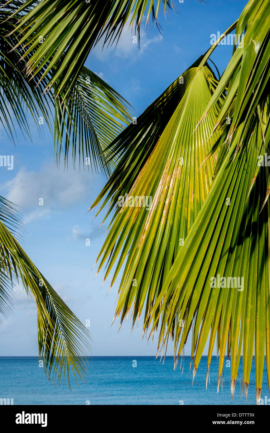 Fan palm fronds on the island of St. Croix, U.S. Virgin Islands. USVI, U.S.V.I. Stock Photo
