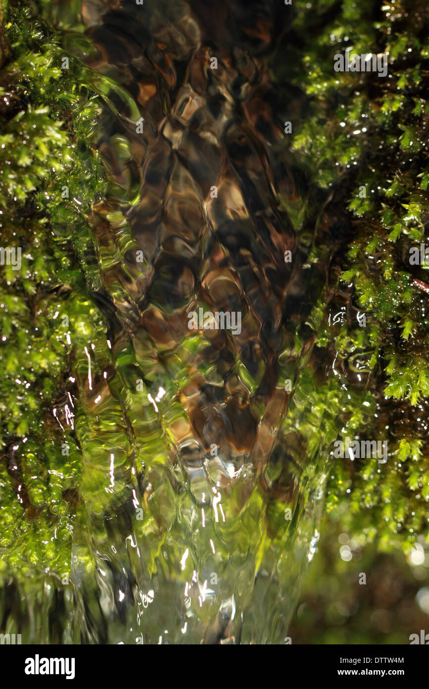 Moss in macro hi-res stock photography and images - Alamy