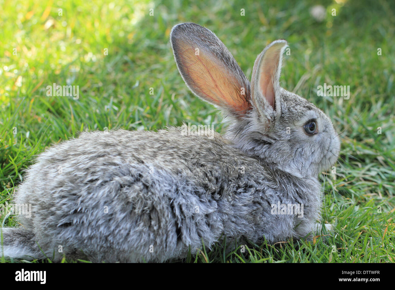Gray rabbit in grass close up Stock Photo - Alamy