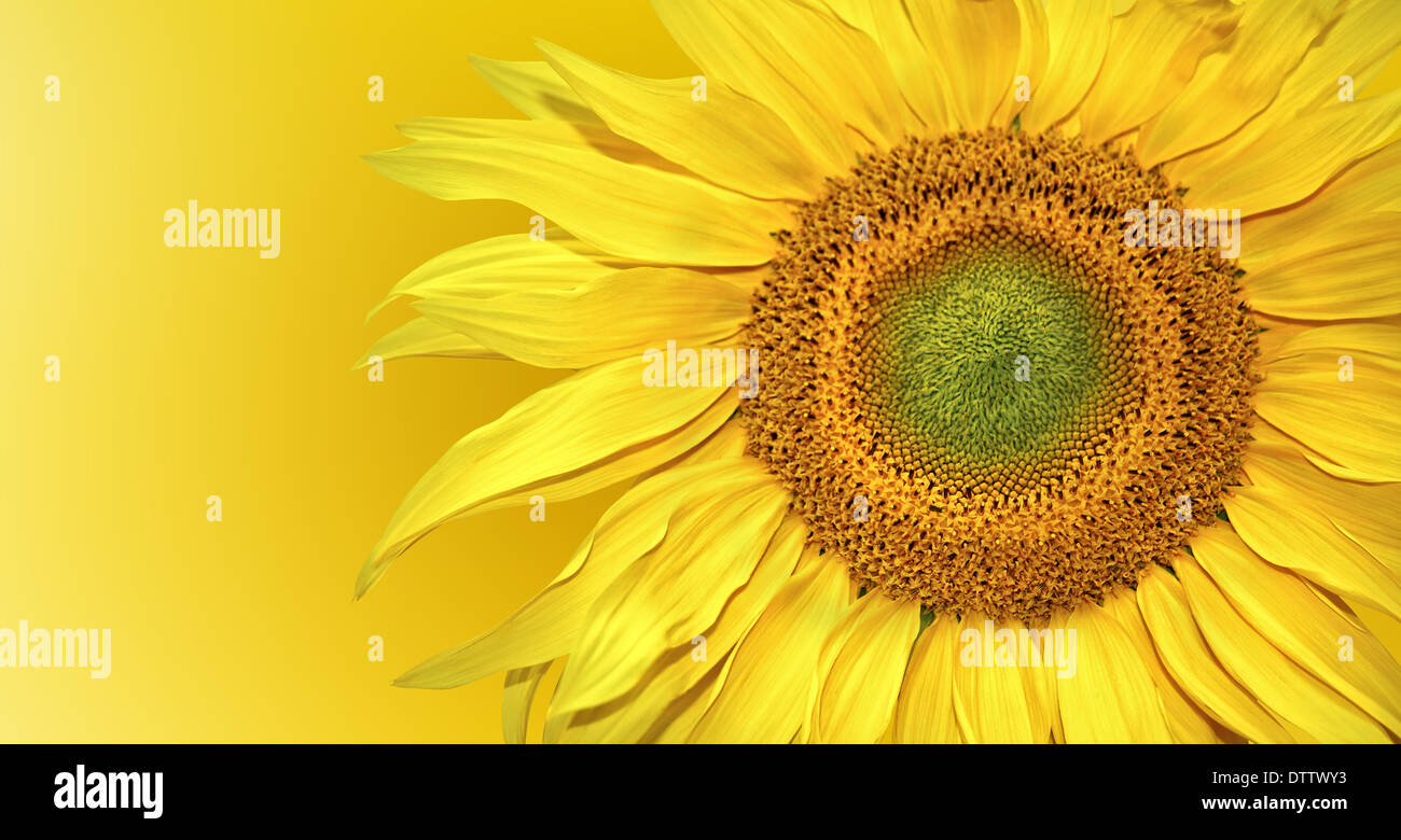 Sunflower background Stock Photo Alamy