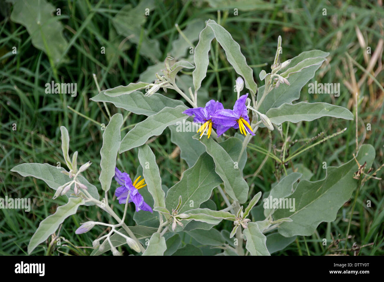 Silverleaf Nightshade Hi Res Stock Photography And Images Alamy