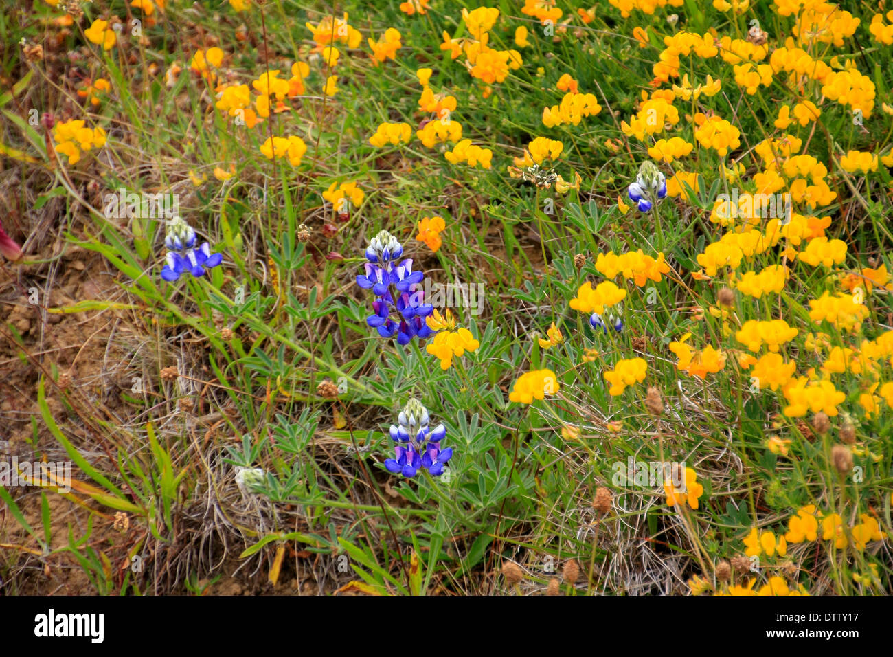 Usa wildflowers hi-res stock photography and images - Alamy