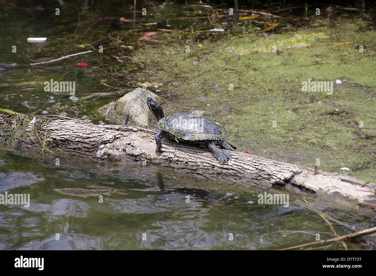 Resting Turtle Stock Photo - Alamy