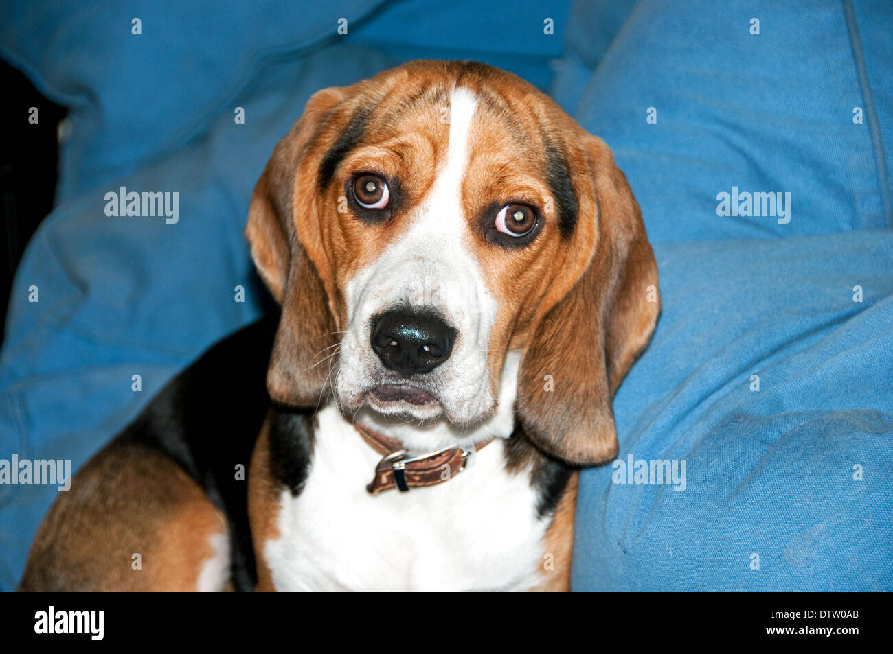 Beagle Puppy looking to camera Stock Photo Alamy