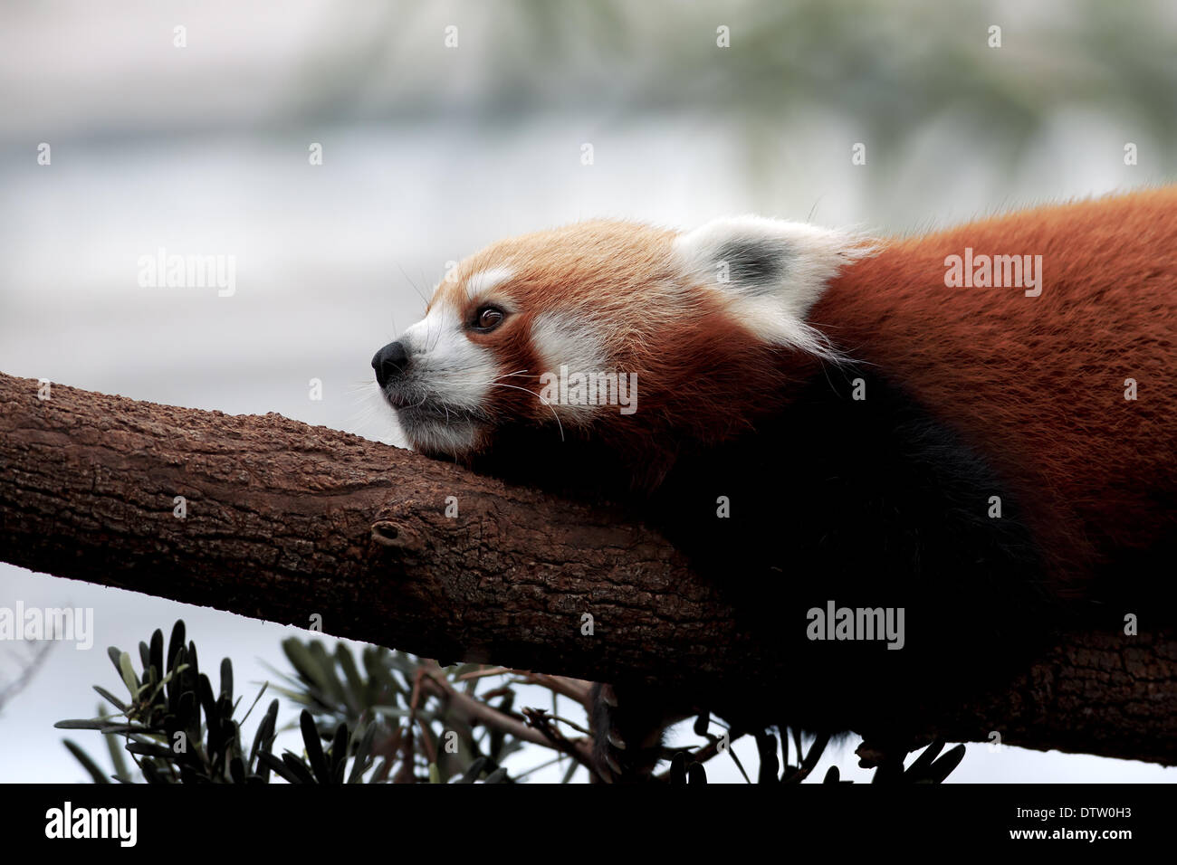 Red panda isolated hi-res stock photography and images - Alamy