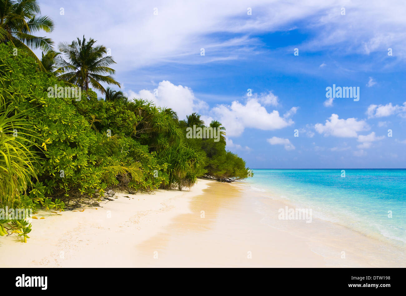 Tropical jungle and beach Stock Photo - Alamy