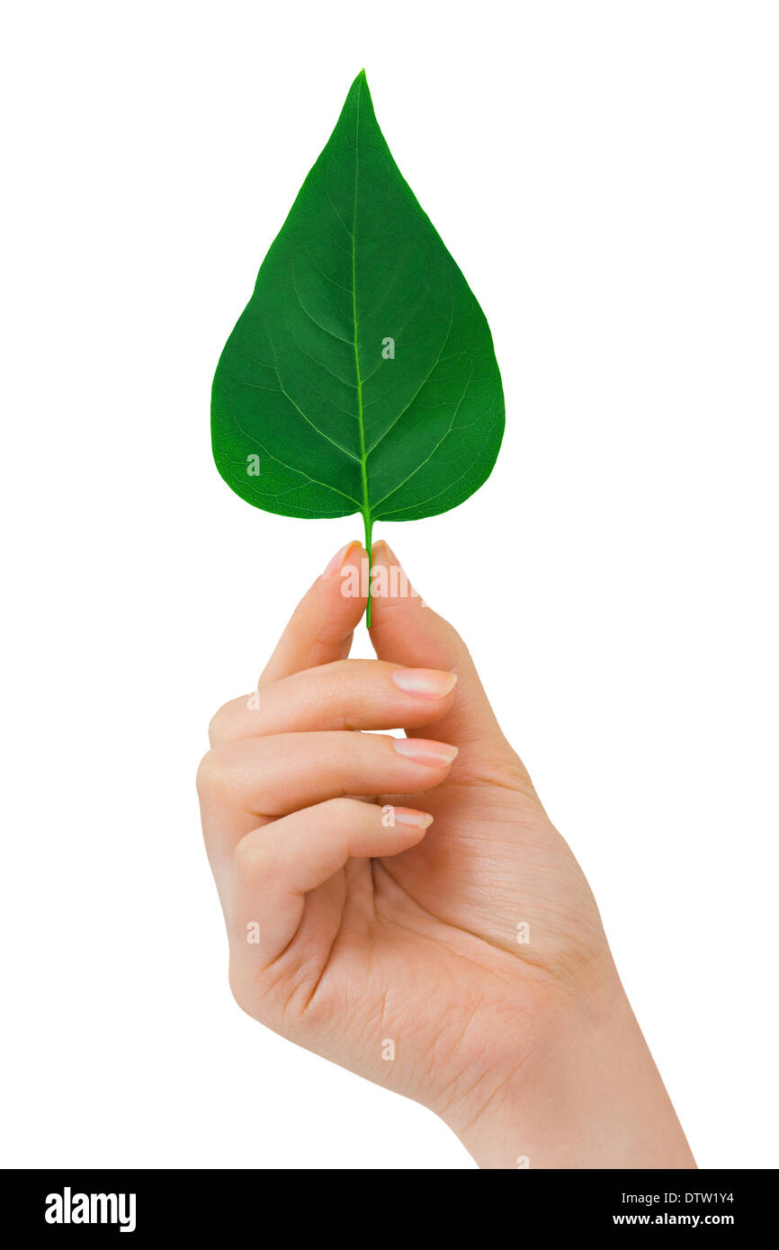 Hand with leaf Stock Photo Alamy