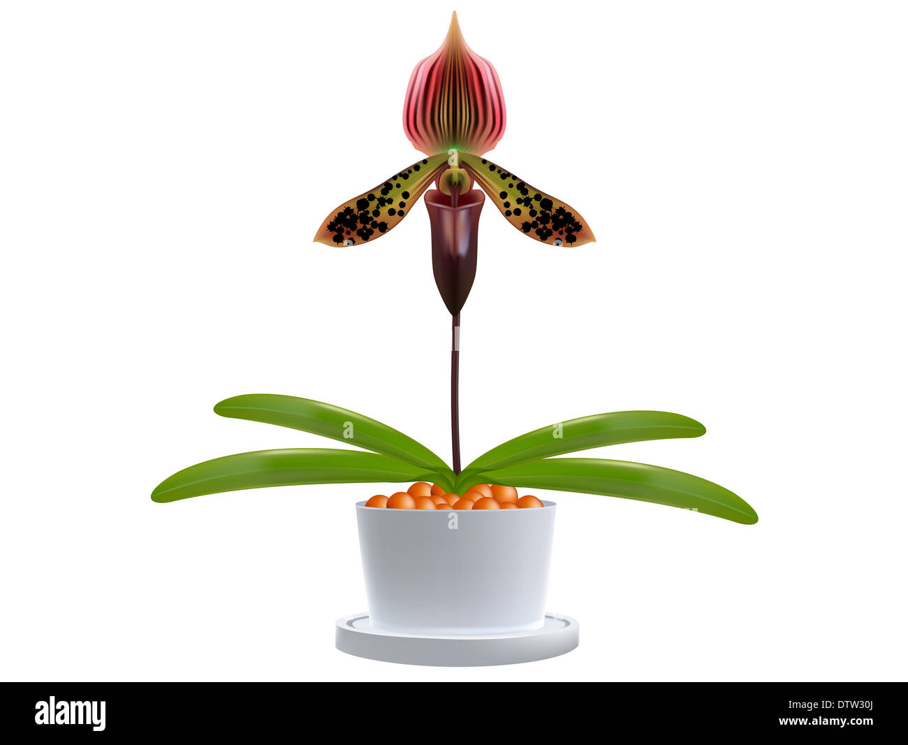 Lady's slipper orchid. Paphiopedilum Callosum Isolated on a white background. Stock Photo